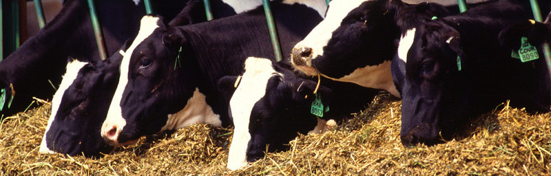 bb贝博艾弗森仪器广泛应用于畜牧业领域